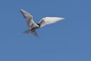 The World's Biggest Commuter Is - A Tiny Seabird!