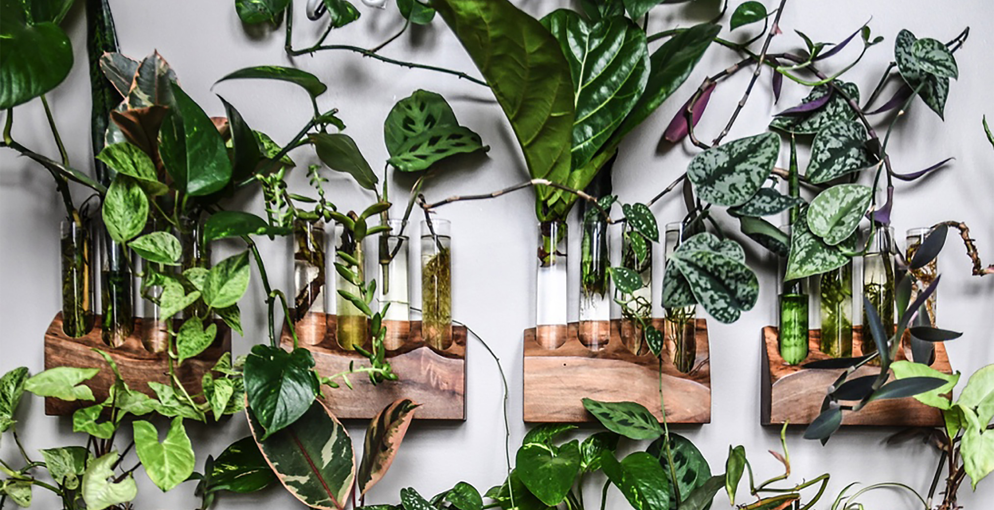 Plant Doctor with Hilton Carter Downtown Brooklyn