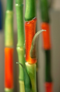 Multicolor Bamboo Multicolor Bamboo