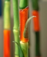 Multicolor Bamboo Multicolor Bamboo