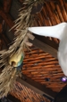 Palapa Palapa
