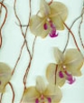 Livingglass