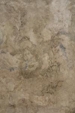 Tree Bark