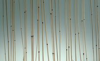 Glass, Botanica Series
