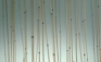 Glass, Botanica Series Glass, Botanica Series
