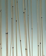 Glass, Botanica Series