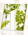 Pressed Glass