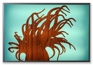 anemone lightbox anemone lightbox