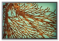sea fan lightbox sea fan lightbox