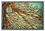 sea fan lightbox sea fan lightbox