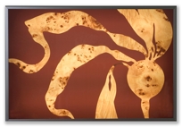 bull kelp lightbox bull kelp lightbox