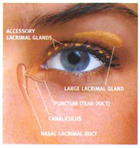 oasis tears 1