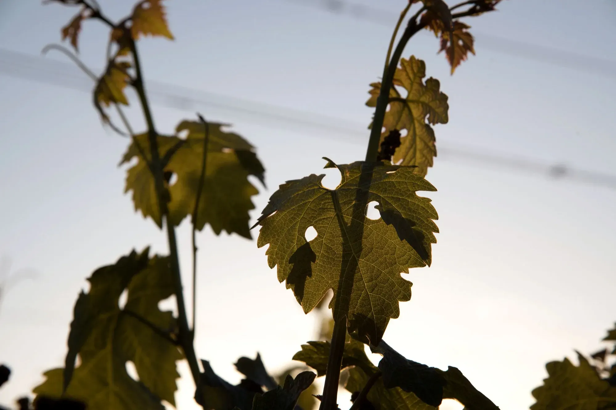 Closeup details of growing grape vine with blurred sky in the background
