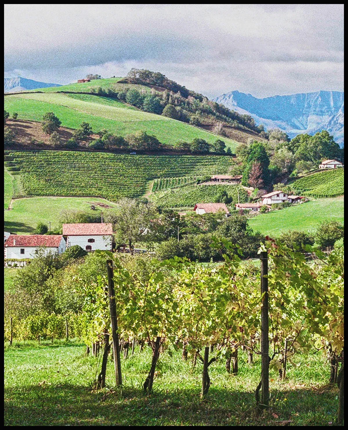 The hills of Irouléguy by Madison H. Brown
