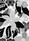 02_diggi_blackwhite