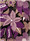 02_diggi_lilac