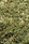 01_diamond_green