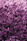 01_diamond_lilac