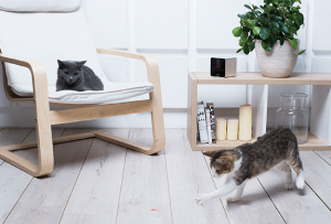 Petcube-Camera-cats-play_p