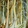 Wald