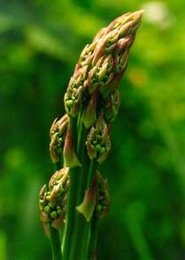 asparagus