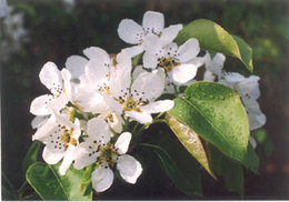 blossoms2-72