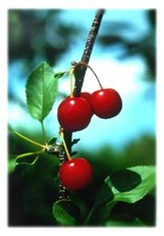 cherries