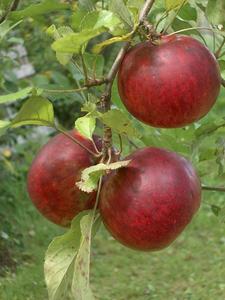 Apples