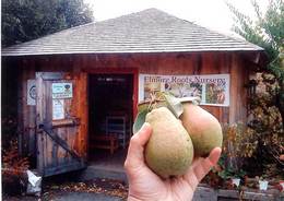 Pears