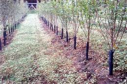 Fruit trees