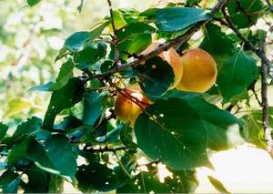 Apricots