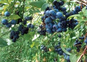 Blueberries