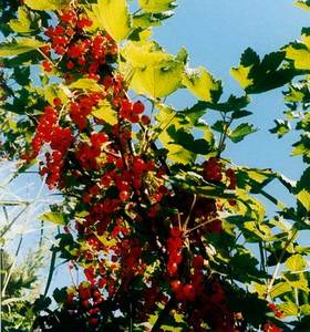 currants