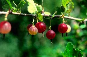 Gooseberries