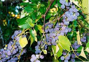 Grapes