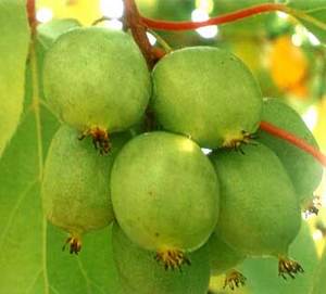 Kiwis