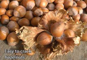 Hazelnuts