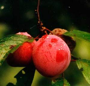 Plums