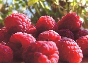 Raspberries