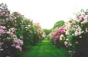 Lilacs