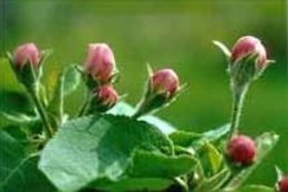 Apple_Blossoms