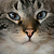 mistersweaters - Mr. Sweaters avatar