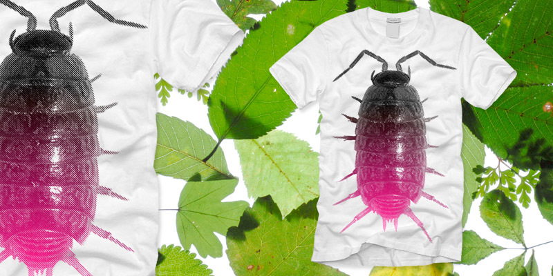 Woodlouse Woodlouse image
