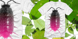 Woodlouse image
