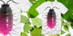 Woodlouse image