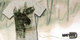 Moose image