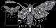 acherontia lachesis image