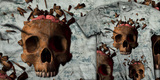 3D Skulls image