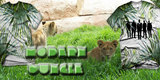 Modern Jungle image