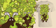 Forest Demon image